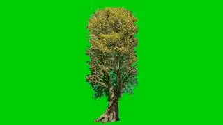 Green screen pohon cemara