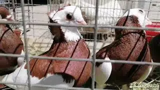 PIGEONS FAIR KHARKOV. 4.6.2023. PIGEONS FOR MEAT!!! 🍗🍗🍗