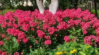 Флоксы весной ,размножение посадка.
