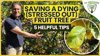 Saving A Dying (STRESSED OUT) Fruit Tree |  5 Fruit Tree Care Tips