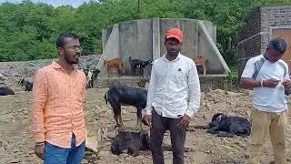 मेंढपाळ बांधव भेट | संवाद | भेट | मुळशी, पुणे | महेश पिंगळे #मेंढपाळ_बांधव #मुळशी #पुणे