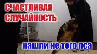 В ПОИСКАХ СВОЕЙ ОВЧАРКИ ДЕВУШКА НАТКНУЛАСЬ НА ПЛАЧУЩЕГО И ИСТОЩЕННОГО ПСА В ОДНОМ ИЗ ДВОРОВ