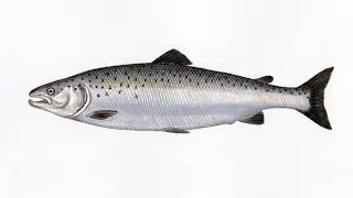 Lašiša (dokumentika)