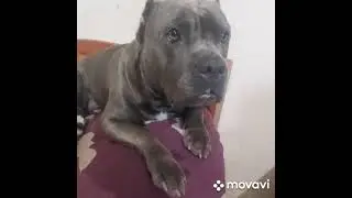 песенка для бультерьера)))