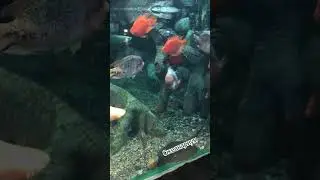 Адлер океанариум😜🤪😝