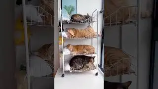 Where is my place? 😴🐱