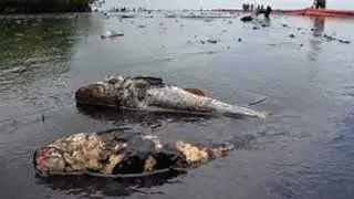 Oil Spills Zorbzoil