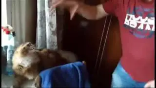 Злой кот и Queen - We Will Rock You