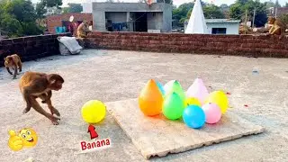 Banana Inside Balloons| गुब्बारों के अन्दर हैं केले ,क्या बन्दर खा पाएंगे | Very Very Funny Video
