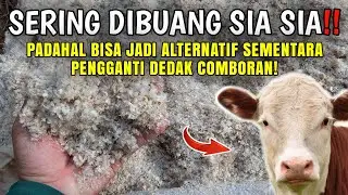 CAMPURAN ALTERNATIF COMBORAN SAPI‼️| DARI RAMBUT JAGUNG HASIL SELEPAN | 2024 | Rohmadso