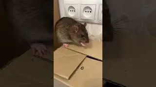 Крысы спрятались. 