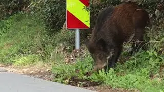 Broj divljih svinja u Istri i dalje raste, danas su šetale uz cestu nedaleko od Pule