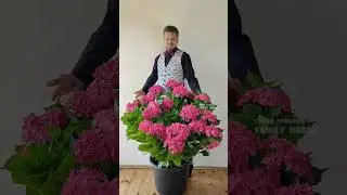 #Гортензия #Рижская 24 июля 🌞 в нашем саду #цветы #сад #flowers #ландшафтный