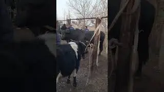 мол бозор фармонкургон
