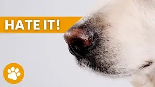 21 Smells Dogs Hate The Most (SOME ARE TOXIC)