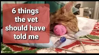 6 Things the Vet Should Have Discussed During Manx Syndrome Diagnosis but Didn't