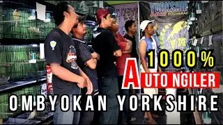 Riview Penjualan Kenari Impor Yorkshire | YMJ- YORKSHIRE MANIA JOGJAKARTA