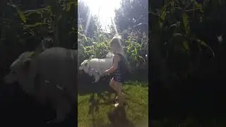 Now my son wants a dog. 