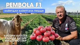 ХАЙИТДАН ХАЙИТГАЧА ПОМИДОР ТАЙЁР.