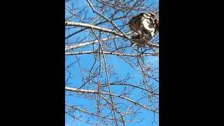 Real love behive/boy get shoe stuck in tree