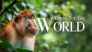 ANIMALS That Call The Jungle Home | DEEP IN THE JUNGLE !