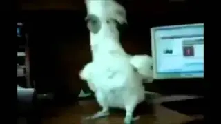 попугай танцует под ТЯЖЕЛЫЙ РОК