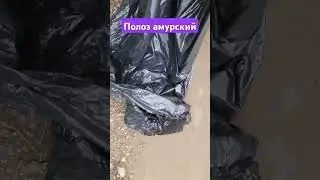 Полоз амурский 07.06.2024