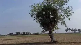 #pvskplantation #views #all #village #indianvillage #bharat (2)