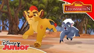 🦁 SPEL: Vad gömmer sig på slätten? | Lejonvakten | Disney Junior Sverige