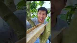 कल्लू चमन बुल्ला रहा है 😂 ~ mini wood toy-woodworking art skill / hand Crafts / #shorts #trending