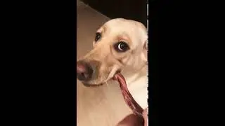 Самая вежливая собака