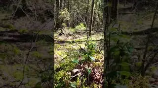 Из-за мохового холмика