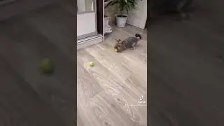 Йоркширский терьер 