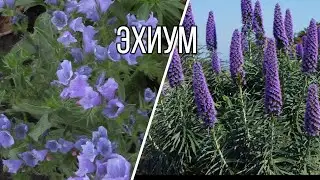 ЭХИУМ -   от дикого и скромного цветка до роскошного
