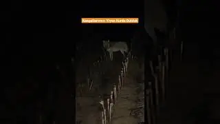 KANGAL DÜŞMANI AÇ KURT
