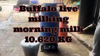 Buffalo Live Milking Morning Milk 10.620
