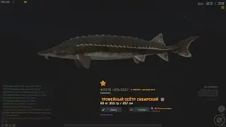 Fisher Online: Печора, Осетр сибирский