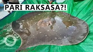 PARI TERBESAR DI DUNIA! Ikan Pari Air Tawar 300 kg Ditemukan di Kamboja