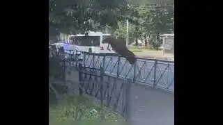 Субботнее утро в Петербурге: лось разгуливал по Невскому району.