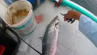 Begini jadinya kalo mancing disarang Tenggiri | 1jam 50 ekor Tenggiri naik