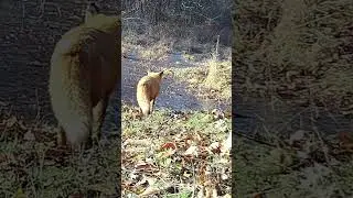 Rare Footage of a Pregnant Fox