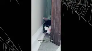 Funny and crazy cat compilations