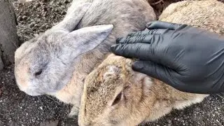 PETTING CHUBBY BUNNIES Makes Them MELT Like Butter!