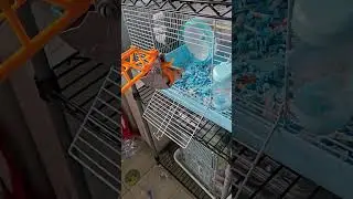 hamster back home with crane
