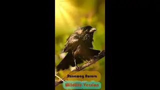 Runaway Aurora Wildlife Version, Jungle Crow after taking bath from waterhole at Bandhavgarh 