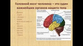 ретикулярная формация это вам не мифические чакры, пройдем тренинг