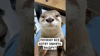 Выдра: Твой Новый Любимый Хищник
