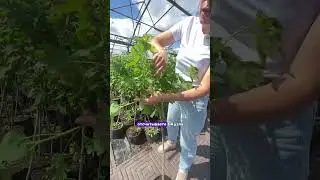 Как выглядят плодовые на штамбе