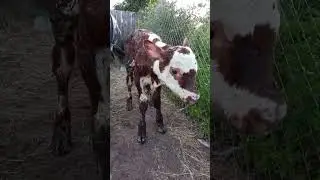 Пополнение в хозяйстве.