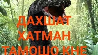 ТОП 7 ХАЙВОНХОИ КАЛОН ДАР РЕКОРД ГИНЕС САПТ ШУДААНД БО ЗАБОНИ ТОЧИКИ